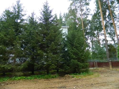 Посадка хвойных крупномеров