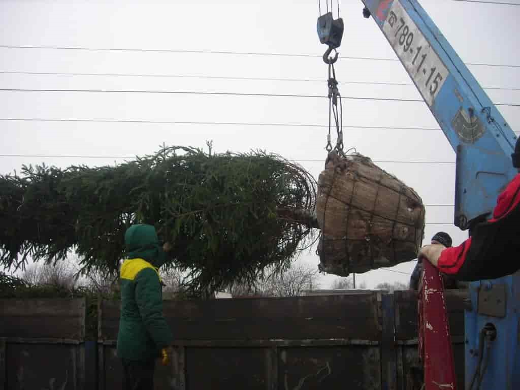 Посадка крупномеров 