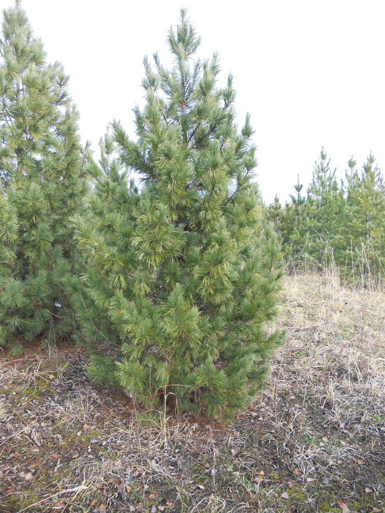 Посадка кедра сибирского