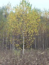 Береза обыкновенная от 7 до 8 м