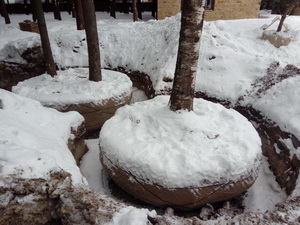 Пересадка деревьев (крупномеров)