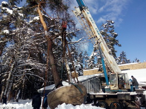 Пересадка деревьев (крупномеров)