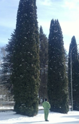 Туя смарагд высота 10 – 12 метров