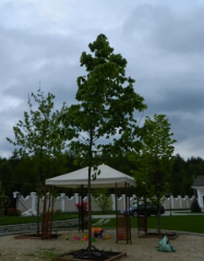 Клен остролистный высота 7 – 8 метров