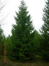 Ель обыкновенная высота 7 – 8 метров